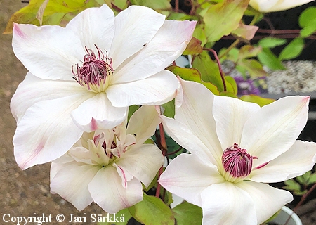 Clematis 'Matka Urzsula Ledochowska', jalokärhö